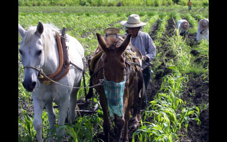 Cuatro millones de campesinos sin subsidios sobreviven con ingresos que no les permiten salir de la pobreza. ARCHIVO /