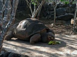 Las tortugas gigantes de las Islas Galápagos sirvieron al científico Charles Darwin para formular su teoría sobre la selección natural. AFP /