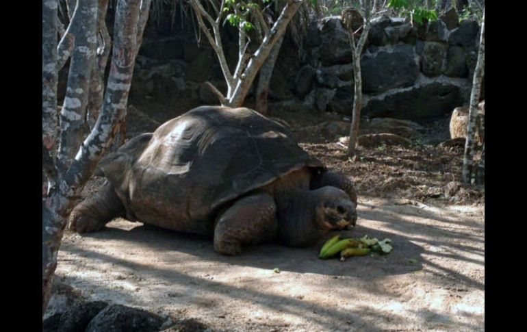 Las tortugas gigantes de las Islas Galápagos sirvieron al científico Charles Darwin para formular su teoría sobre la selección natural. AFP /