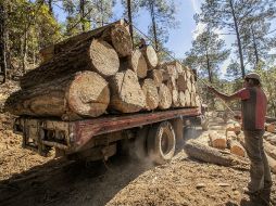 El crecimiento en Jalisco  podría aumentar su producción de 250 mil a tres millones de metros cúbicos. ARCHIVO /