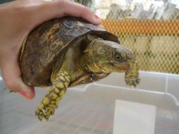 La tortuga estaba envuelta en un pañal y atada con cinta adhesiva. ESPECIAL /