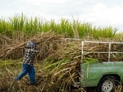 El gobierno mexicano asegura que la industria azucarera de EU no sufre daños por las importaciones procedentes de México. ARCHIVO /