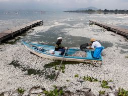 La Proepa determinó activar el plan de contingencia tras un nuevo reporte, el sábado, de mortandad de peces.  /