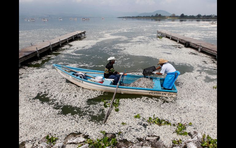 La Proepa determinó activar el plan de contingencia tras un nuevo reporte, el sábado, de mortandad de peces.  /