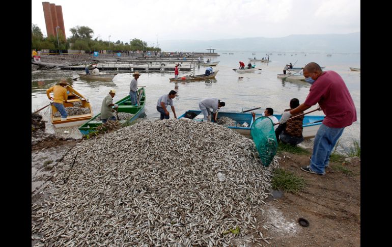 Trabajadores de varias dependencias y pescadores participan en las labores de limpieza.  /