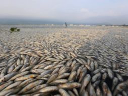 Informan que los peces muertos pertenecen a la especie conocida como 'popocha'. EFE /