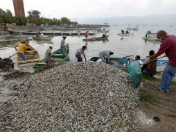 Señalan que el fenómeno es graves, pues sólo este domingo ha arrojado 33.7 toneladas de peces muertos.  /