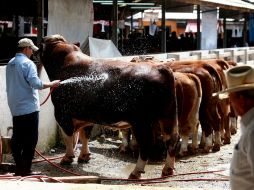 Los resultados indican que los niveles no representan un riesgo tóxico para la salud del animal. ARCHIVO /