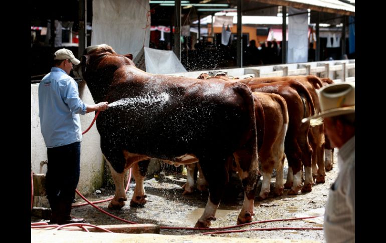 Los resultados indican que los niveles no representan un riesgo tóxico para la salud del animal. ARCHIVO /