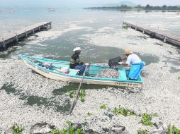 Limpieza. Residentes que viven de la laguna ayudan a sacar los cadáveres acumulados en la superficie.  /