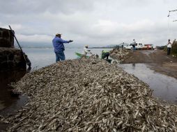 Este lunes, los trabajos comenzaron a las 7:00 horas con equipo de las dependencias. AFP /