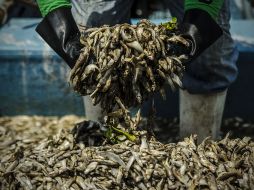 La laguna se encuentra todavía como zona de contingencia ambiental.  /