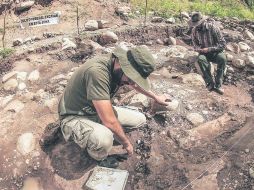 En equipo. El trabajo se está realizando en conjunto entre el INAH y el Museo de Paleontología de Guadalajara.  /