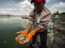 Del Toro afirma que temperatura, algas y desechos orgánicos son causal que los episodios de mortandad de peces sean ''cíclicos''.  /