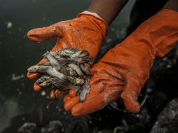 Mencionan que las 82 toneladas de peces muertos deben considerarse como una alerta.  /