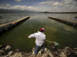 Hasta el momento son más de cuatro millones los peces que han sido extraídos de la Laguna de Cajititlán. ARCHIVO /