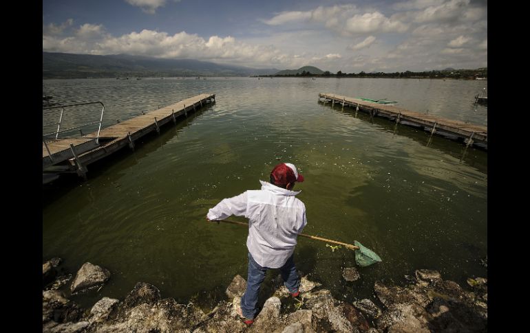 Hasta el momento son más de cuatro millones los peces que han sido extraídos de la Laguna de Cajititlán. ARCHIVO /