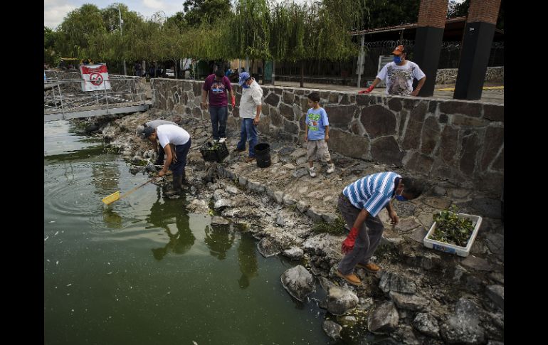 Desde hace días, autoridades y vecinos del lugar participaron en las labores de limpieza de la laguna. ARCHIVO /