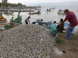 Más de 110 toneladas de animales muertos han sido recuperadas de la Laguna de Cajititlán. ARCHIVO /