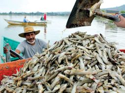 Se han sacado de la laguna de Cajititlán poco más de 140 toneladas de peces de la especie popocha. ARCHIVO /