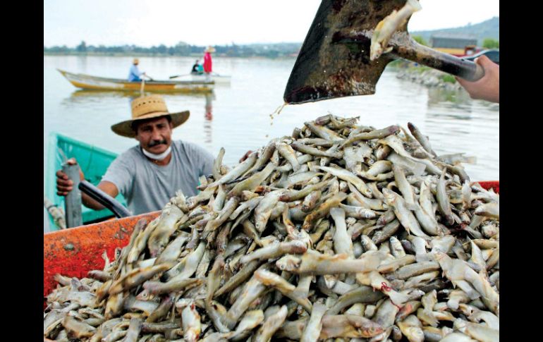 Se han sacado de la laguna de Cajititlán poco más de 140 toneladas de peces de la especie popocha. ARCHIVO /