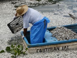 Se cree que la mortandad de peces tiene que ver con los procesos cíclicos del cuerpo de agua. ARCHIVO /