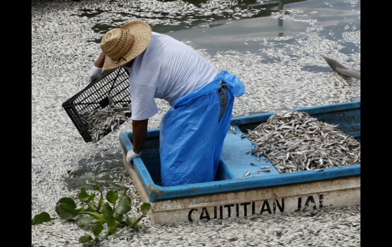 Se cree que la mortandad de peces tiene que ver con los procesos cíclicos del cuerpo de agua. ARCHIVO /