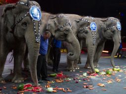 Las multas a los cirqueros que utilicen animales en sus espectáculos van de los seis a los 60 mil pesos. NTX  /