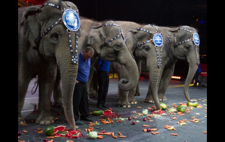 Las multas a los cirqueros que utilicen animales en sus espectáculos van de los seis a los 60 mil pesos. NTX  /