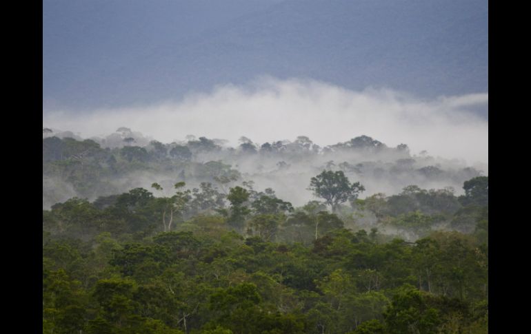 Los líderes Ashaninka protegían la región selvática de Perú fronteriza con Brasil. EFE  ARCHIVO.  /