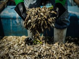 Se retiraron 196.9 toneladas de peces muertos, que se suman a las poco más de 70 toneladas que retiraron los pescadores. EL INFORMADOR ARCHIVO /