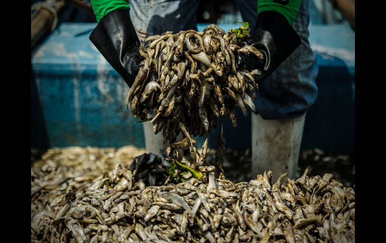 Se retiraron 196.9 toneladas de peces muertos, que se suman a las poco más de 70 toneladas que retiraron los pescadores. EL INFORMADOR ARCHIVO /