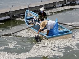 Tlajomulco habría denunciado a otra tequilera por presuntamente verter sus vinazas a la laguna. EL INFORMADOR ARCHIVO /