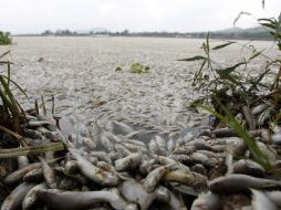 Recientemente la Semadet levantó la contingencia ambiental que había en Cajititlán. EL INFORMADOR ARCHIVO  /