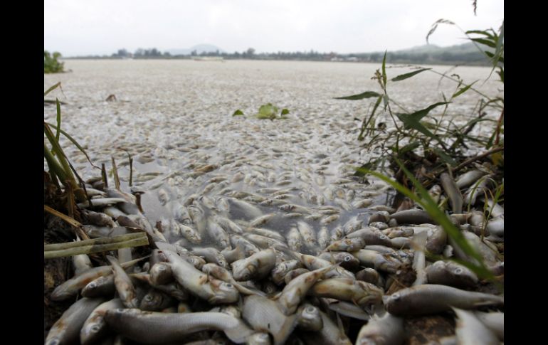 Recientemente la Semadet levantó la contingencia ambiental que había en Cajititlán. EL INFORMADOR ARCHIVO  /