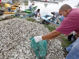 Las popochas son los peces en Cajititlán con menor resistencia a la falta de oxígeno. EL INFORMADOR ARCHIVO /