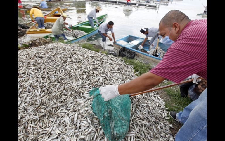 Las popochas son los peces en Cajititlán con menor resistencia a la falta de oxígeno. EL INFORMADOR ARCHIVO /