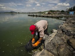 El día de ayer el IJCF confirmó que la contaminación que había en la laguna sobrepasaba lo permitido. EL INFORMADOR ARCHIVO  /