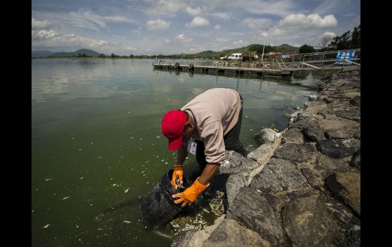 El día de ayer el IJCF confirmó que la contaminación que había en la laguna sobrepasaba lo permitido. EL INFORMADOR ARCHIVO  /