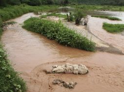 El derrame de 40 mil metros cúbicos de sulfato de cobre en el Río Sonora provocó daños ambientales. AP ARCHIVO /