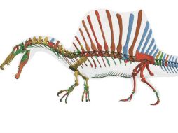 El Spinosaurus aegyptiacus ha resultado ser el primer dinosaurio de su especie capaz de vivir y cazar en el agua. EFE D.Bonadonna.  /