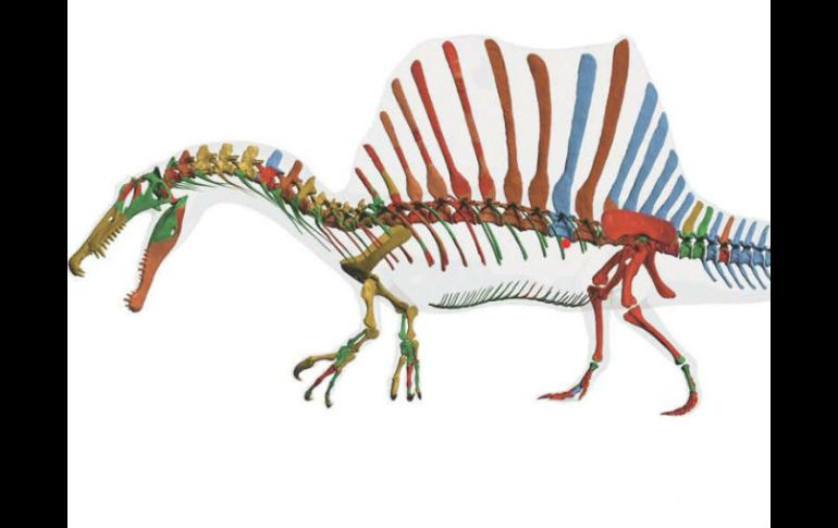 El Spinosaurus aegyptiacus ha resultado ser el primer dinosaurio de su especie capaz de vivir y cazar en el agua. EFE D.Bonadonna.  /