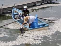 Fueron cerca de 263 toneladas los peces muertos extraídos de Cajititlán. EL INFORMADOR ARCHIVO  /