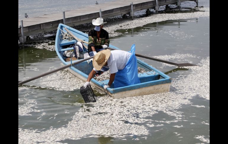 Fueron cerca de 263 toneladas los peces muertos extraídos de Cajititlán. EL INFORMADOR ARCHIVO  /