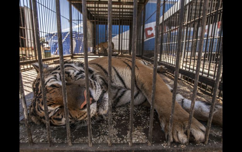 ''Los animales son tratados mal porque son sometidos al cautiverio, al encierro y a la utilización'', declaran. EL INFORMADOR  ARCHIVO  /