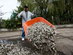 Millones de peces de la especie conocida como ''Popocha'' han muerto en la Laguna de Cajititlán. AFP ARCHIVO /