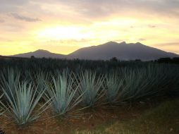 El tequila orgánico aumenta su precio 30%, por lo que no tiene un amplio mercado en México. NTX ARCHIVO /