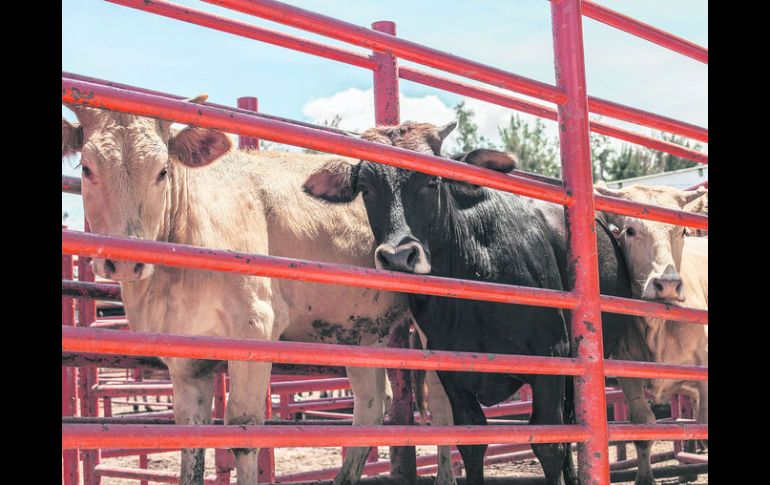 En Jalisco se perdieron al menos 200 mil cabezas de ganado por la sequía, afirmó el titular de la Seder. EL INFORMADOR A. Hernández  /