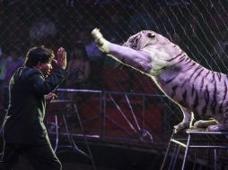 Los encargados de circos dicen que la prohibición no es la vía, sólo deben reglamentar el uso de animales. EL INFORMADOR ARCHIVO /