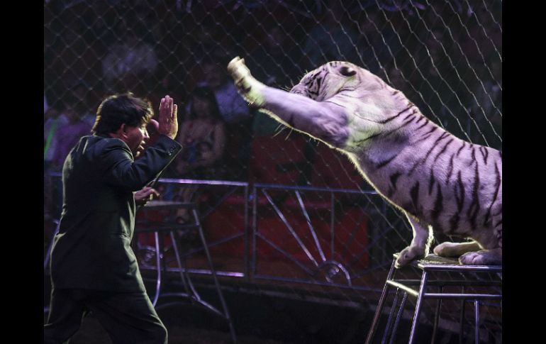 Los encargados de circos dicen que la prohibición no es la vía, sólo deben reglamentar el uso de animales. EL INFORMADOR ARCHIVO /